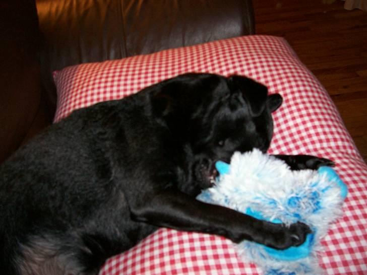 Blanding af racer Cali - Cali sover sammen med sin putteklud(bamse) billede 15