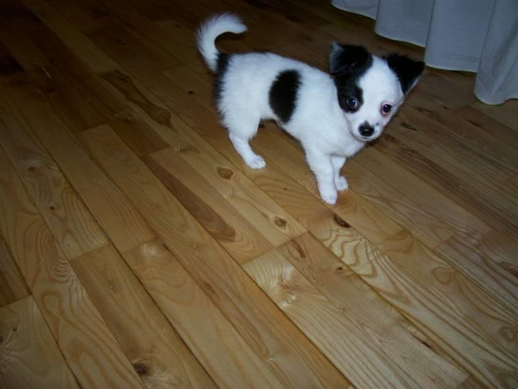 Chihuahua Snoopy - Ihh altså det kamera! billede 7