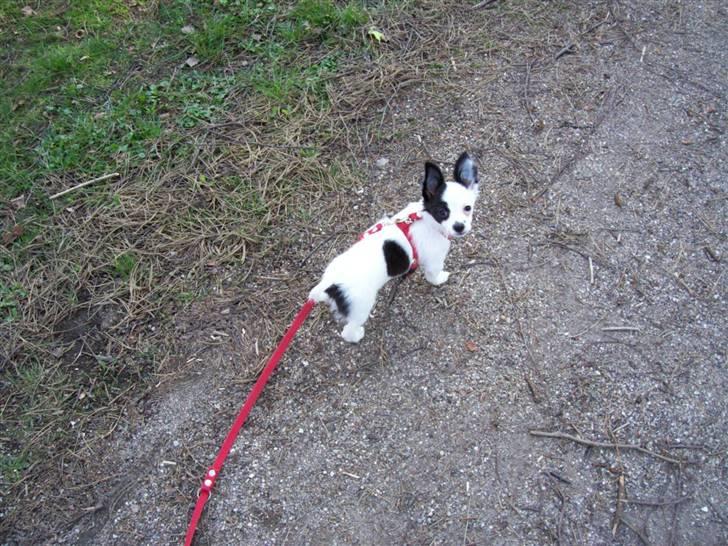 Chihuahua Snoopy - Kom nu, lad os nu gå videre billede 8