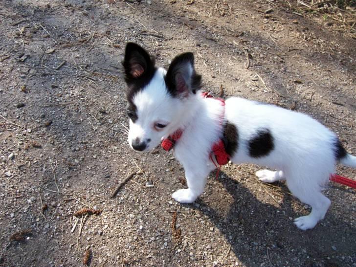 Chihuahua Snoopy - :) billede 9