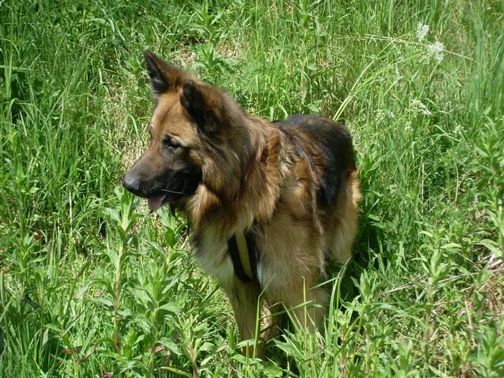 Schæferhund Tasso - Der er noget ovre i græsset, se nu moar (; billede 14