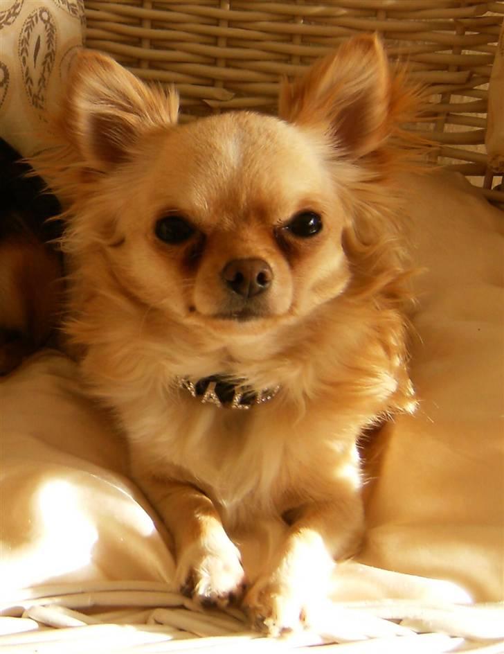 Chihuahua      *Ronaldo* billede 1