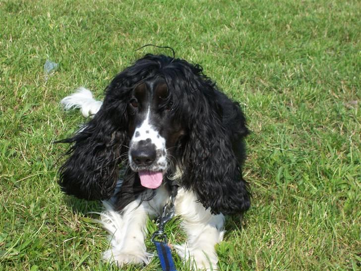 Cocker spaniel Ludvig billede 1