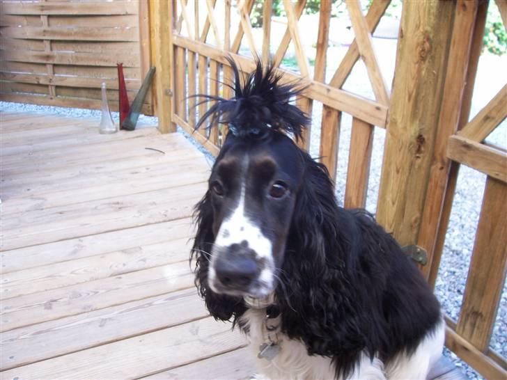 Cocker spaniel Ludvig billede 2