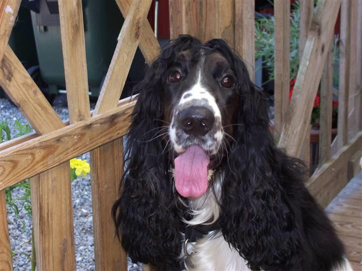 Cocker spaniel Ludvig billede 3