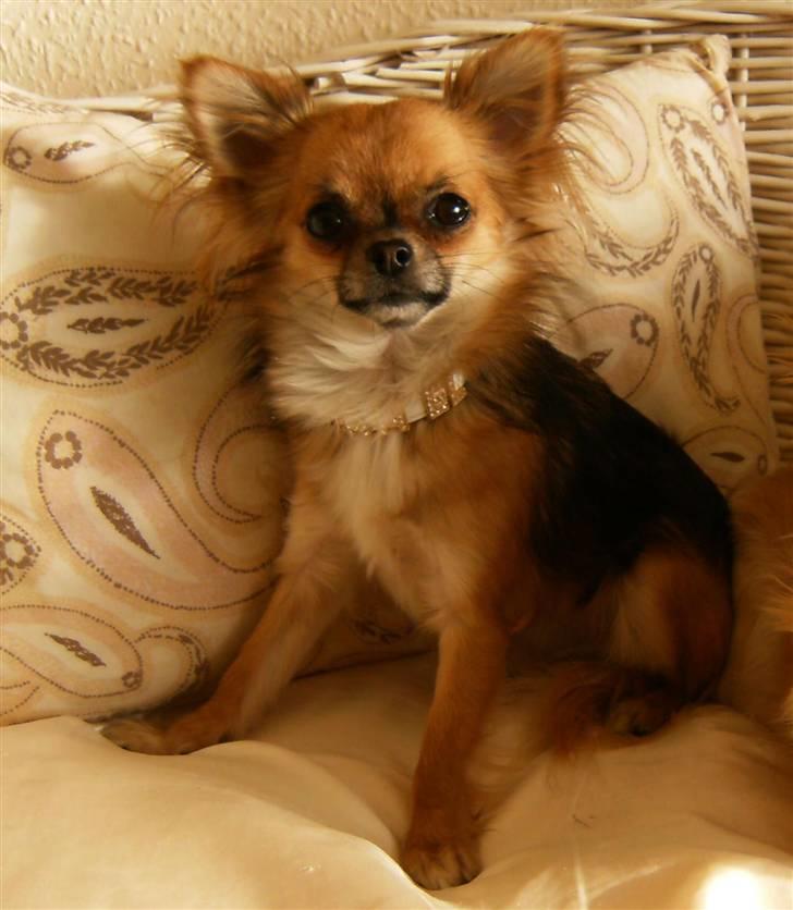 Chihuahua      *Coco Chanel*  billede 1