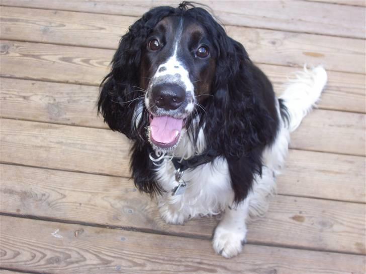 Cocker spaniel Ludvig billede 4