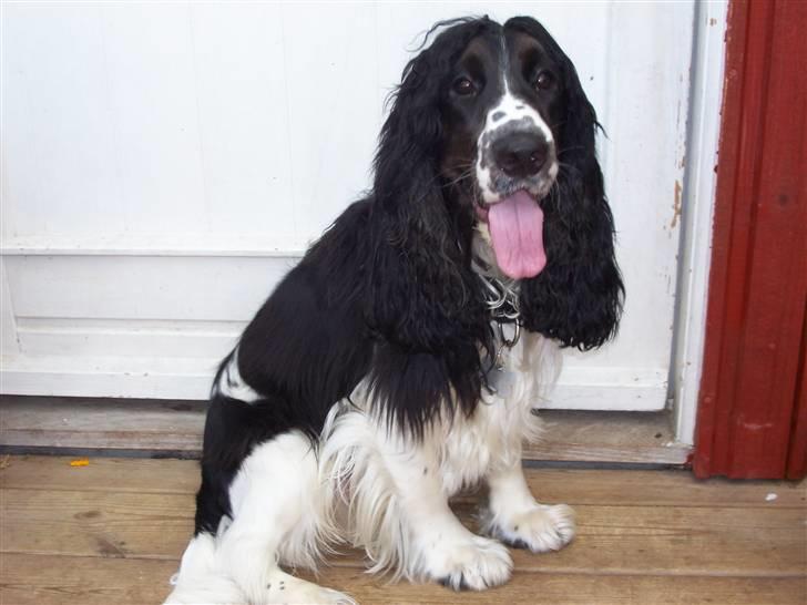 Cocker spaniel Ludvig billede 5