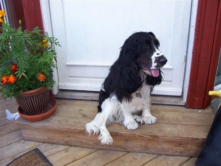 Cocker spaniel Ludvig billede 6