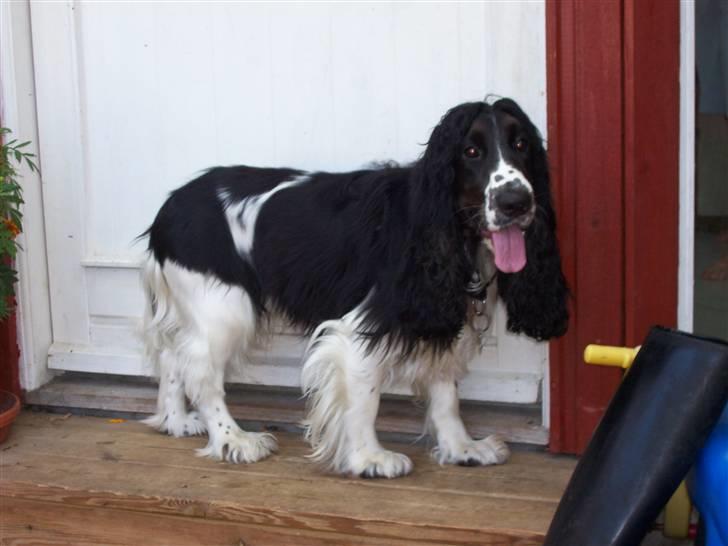 Cocker spaniel Ludvig billede 7