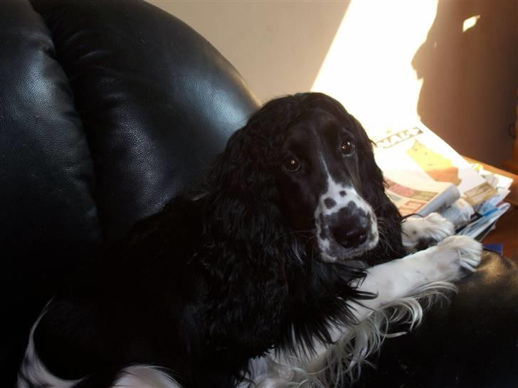 Cocker spaniel Ludvig billede 8