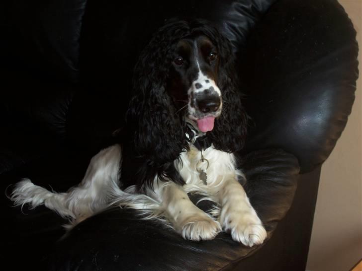 Cocker spaniel Ludvig billede 9