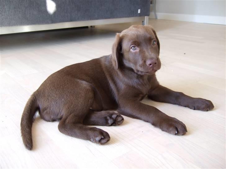 Labrador retriever Bella billede 6