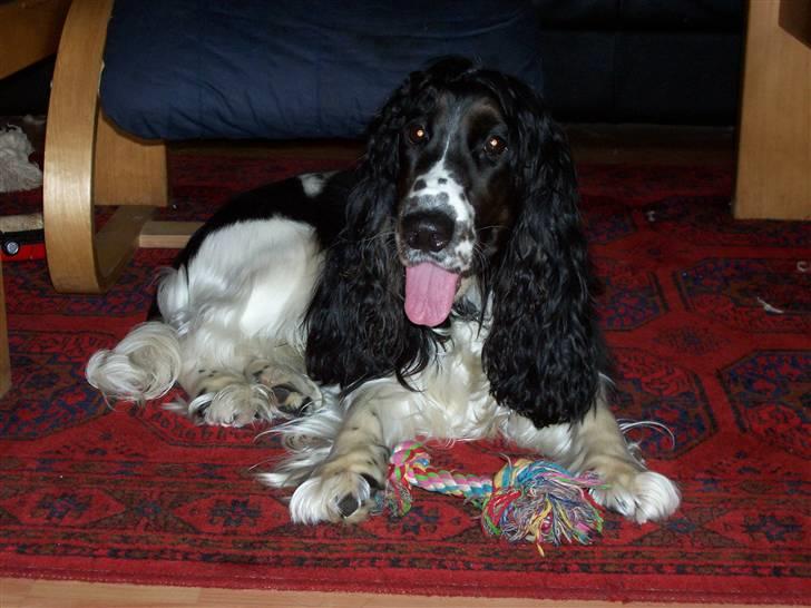 Cocker spaniel Ludvig billede 10