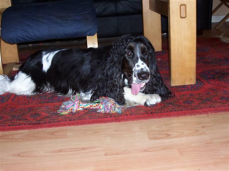 Cocker spaniel Ludvig billede 11