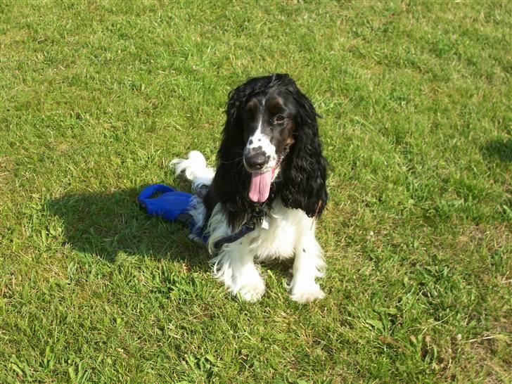 Cocker spaniel Ludvig billede 12