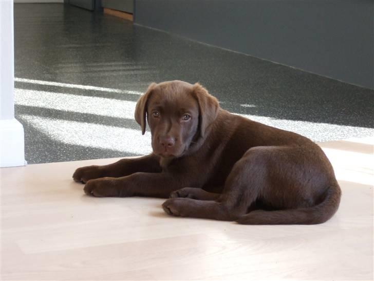 Labrador retriever Bella billede 7