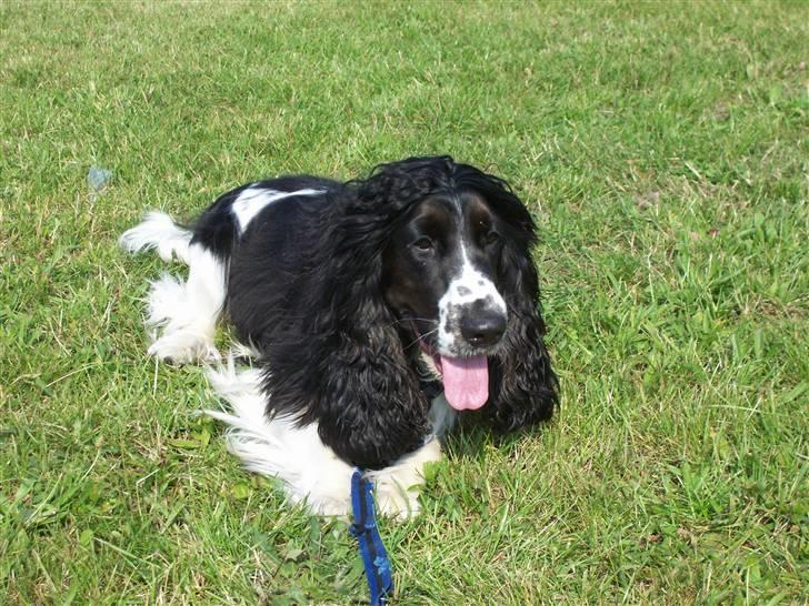 Cocker spaniel Ludvig billede 13