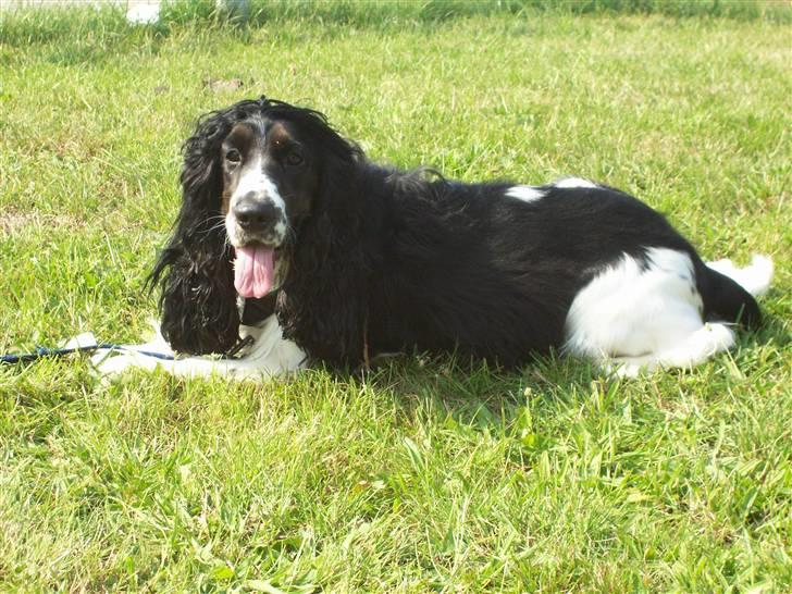 Cocker spaniel Ludvig billede 14