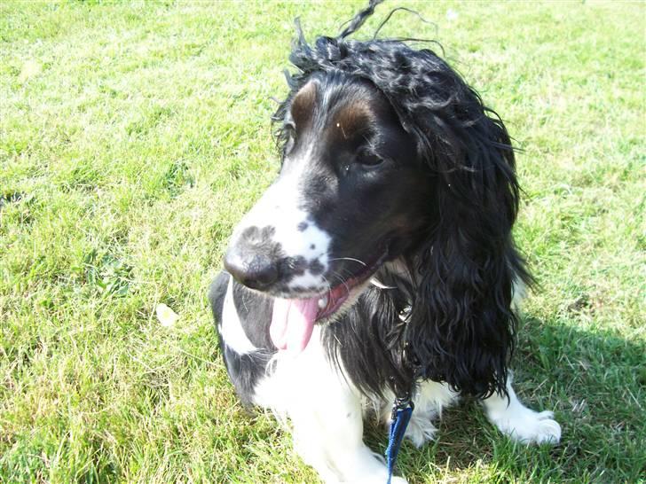 Cocker spaniel Ludvig billede 15