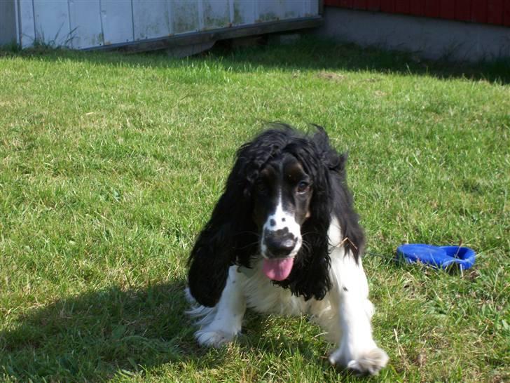 Cocker spaniel Ludvig billede 16