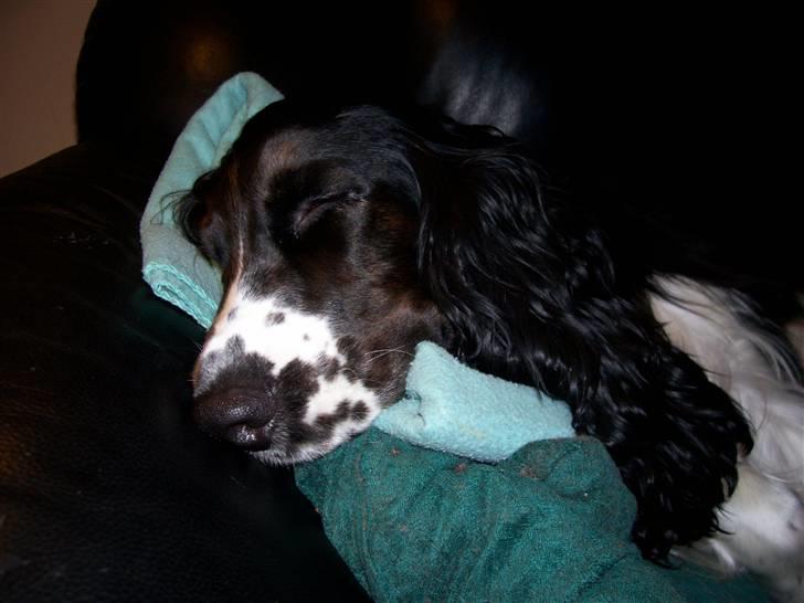 Cocker spaniel Ludvig billede 17