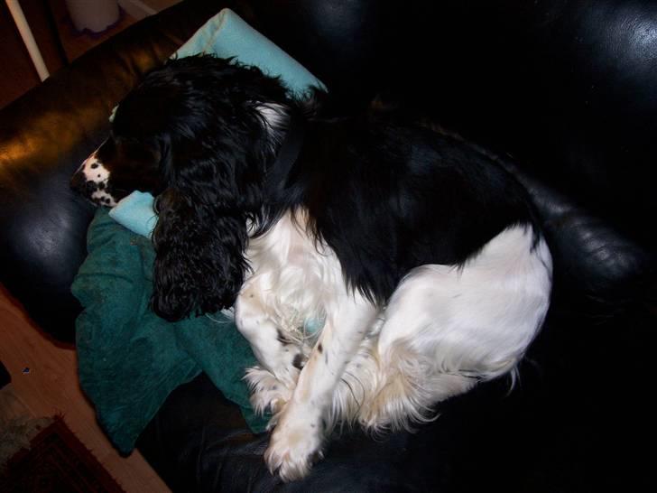 Cocker spaniel Ludvig billede 18