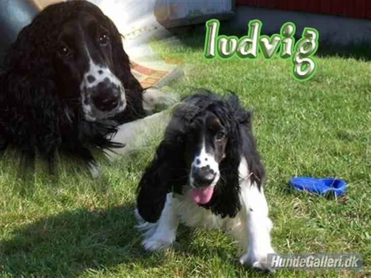 Cocker spaniel Ludvig billede 19