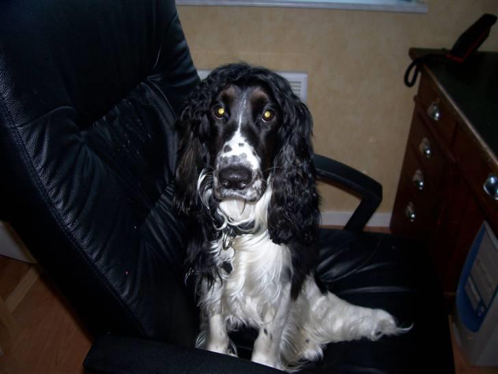 Cocker spaniel Ludvig billede 20