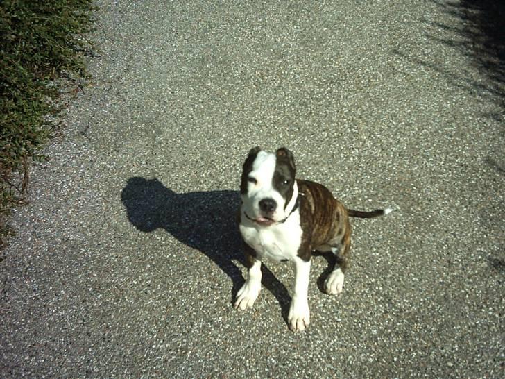 Amerikansk staffordshire terrier fubi billede 9