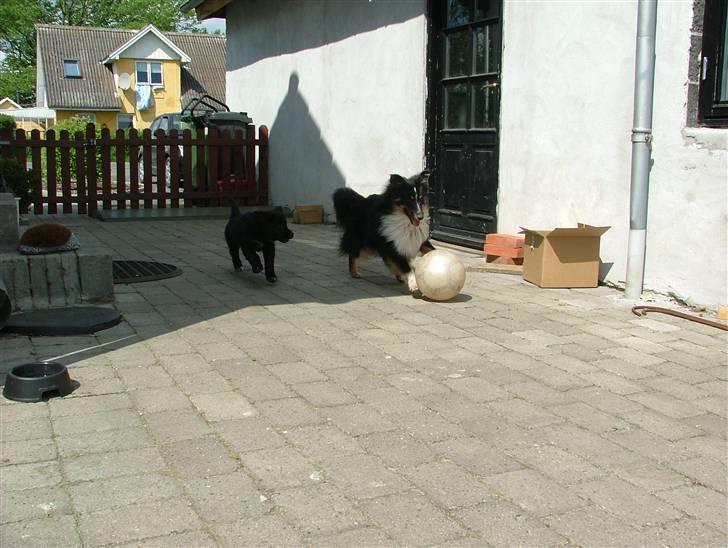 Shetland sheepdog Koda billede 6