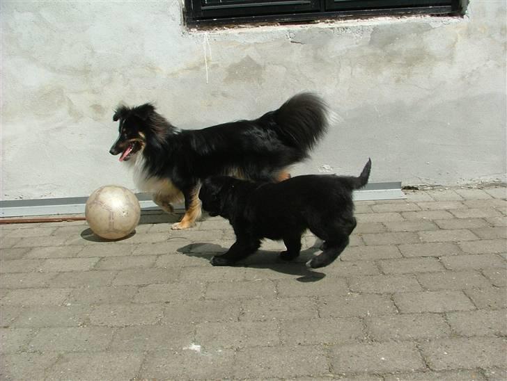 Shetland sheepdog Koda billede 7