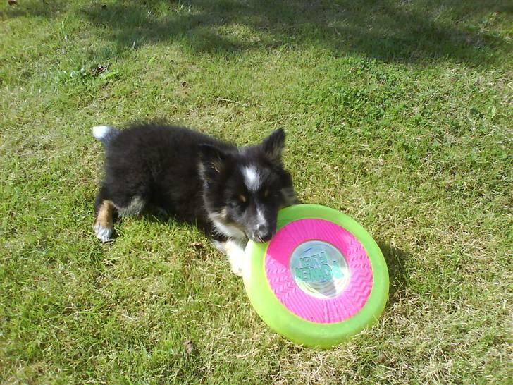 Shetland sheepdog Koda billede 8