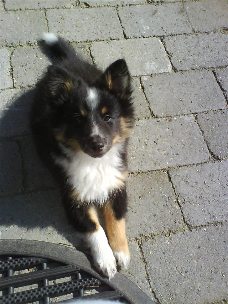 Shetland sheepdog Koda billede 9