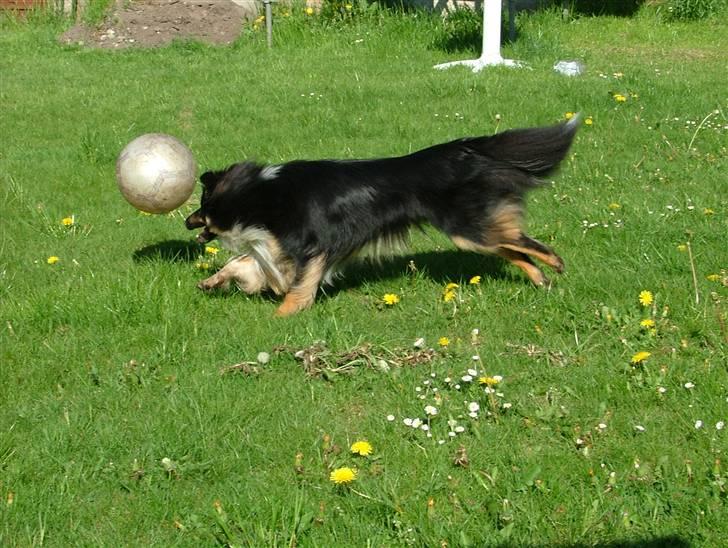 Shetland sheepdog Koda billede 10