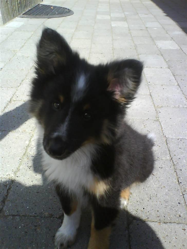 Shetland sheepdog Koda billede 11