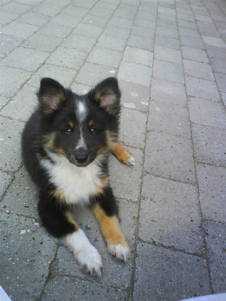 Shetland sheepdog Koda billede 12