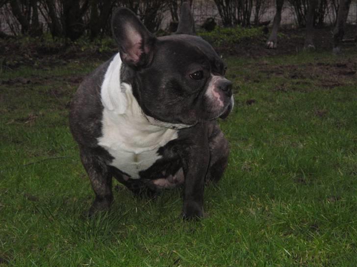 Fransk bulldog Frida billede 6
