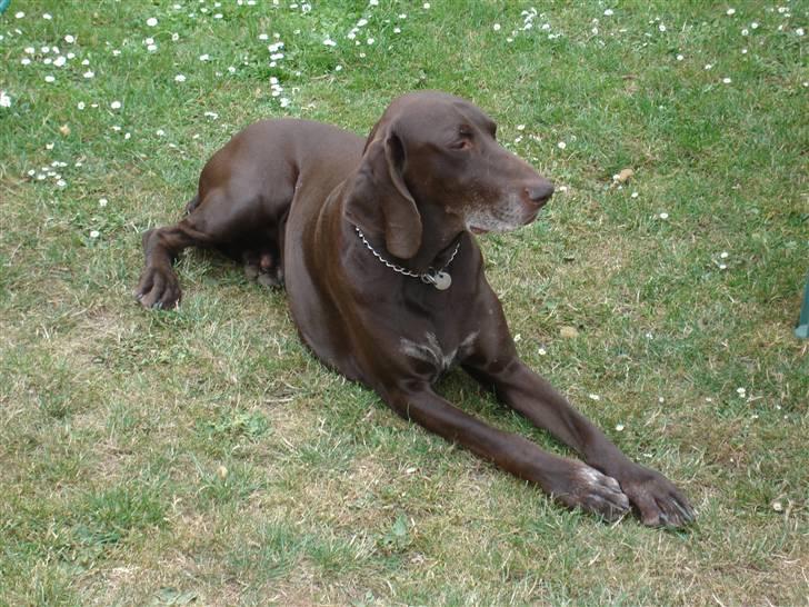 Korthåret hønsehund Rico R.I.P. billede 1