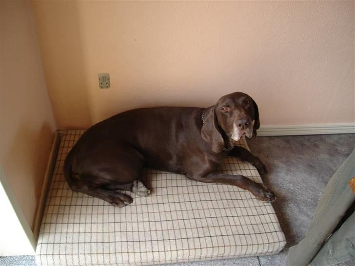 Korthåret hønsehund Rico R.I.P. billede 2