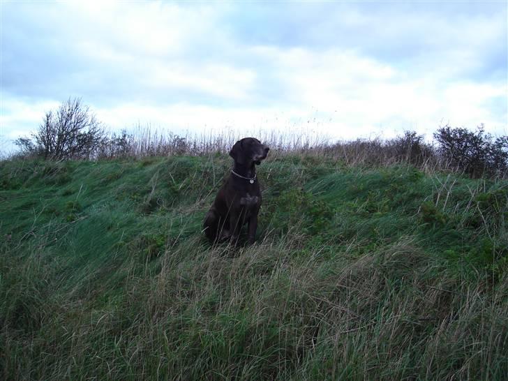 Korthåret hønsehund Rico R.I.P. billede 3