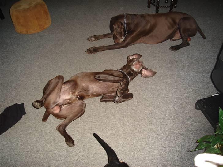 Korthåret hønsehund Rico R.I.P. billede 4