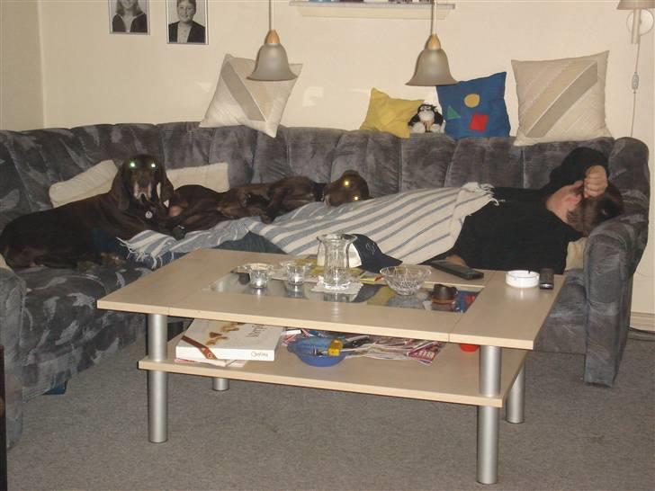 Korthåret hønsehund Rico R.I.P. billede 5