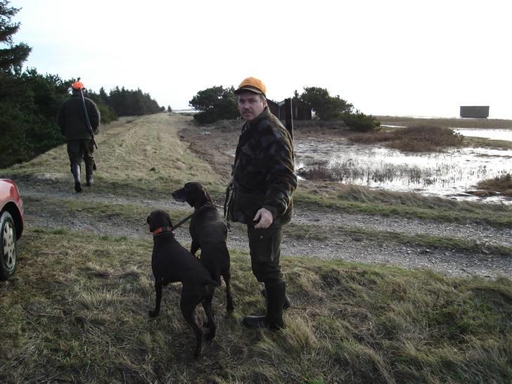 Korthåret hønsehund Rico R.I.P. billede 6