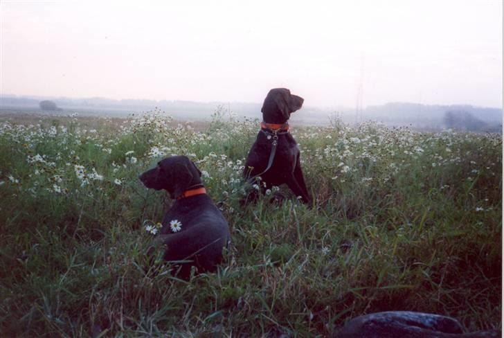 Korthåret hønsehund Rico R.I.P. - Far og søn billede 7