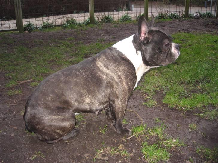 Fransk bulldog Frida billede 7