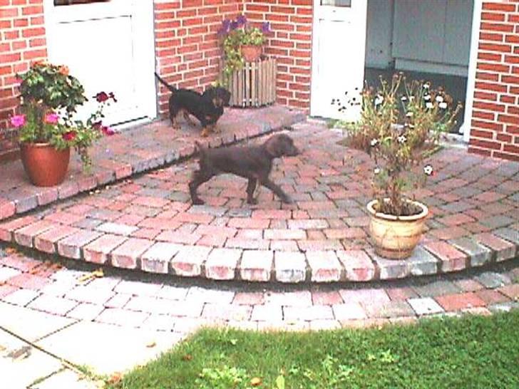 Korthåret hønsehund Rico R.I.P. - rico udforsker haven sammen med cilla billede 8