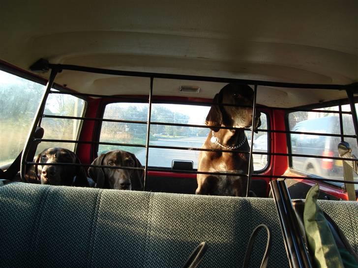 Korthåret hønsehund Rico R.I.P. - zico max og rico med på jagt billede 9