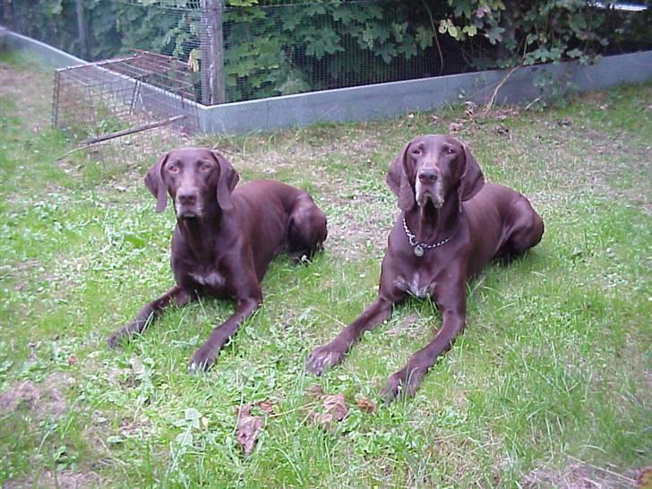 Korthåret hønsehund Rico R.I.P. - Far og søn. Rico til højre billede 10