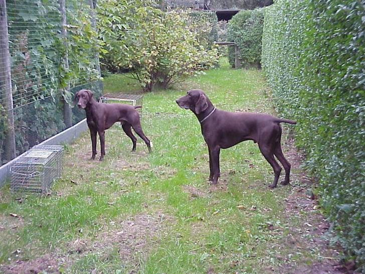 Korthåret hønsehund Rico R.I.P. billede 11